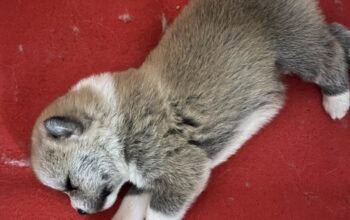 Na prodaju 4 šteneta Akita Inu