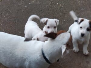 Na prodaju štenci Jack Russell terijera