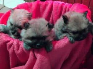 Pomeranski Spic