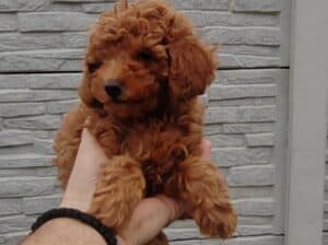Pudle