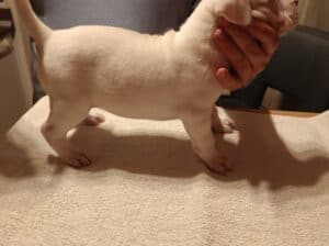 Dogo Argentino, štenci