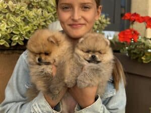 prelepi štenci pomeranaca