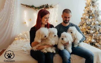 Coton de Tulear 