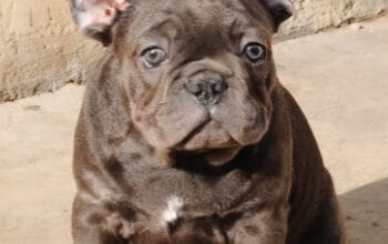 Francuski buldog, egzoticni stenci