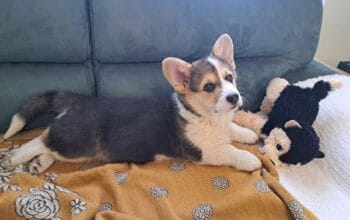 Velški Korgi Pembrok trikolor