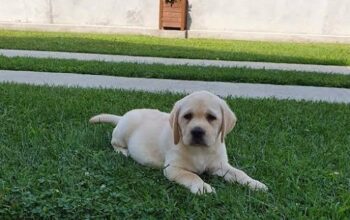 Labrador stenci