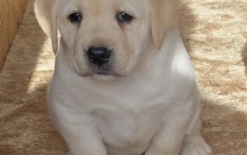 Labrador retriver, štenci šampionskog porekla