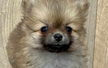 Pomeranac, prelepi štenci