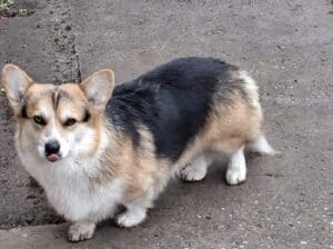 Velški Korgi, star 18 meseci