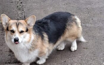 Velški Korgi, star 18 meseci