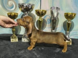 Jazavicari kratkodlaki