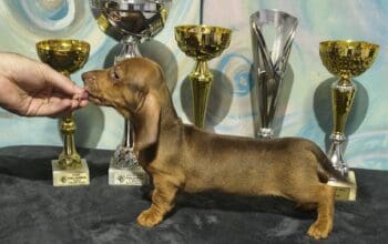 Jazavicari kratkodlaki