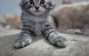 Maine Coon mačići