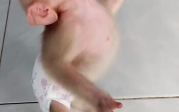 Kupio bih/udomio malog/bebu majmuna