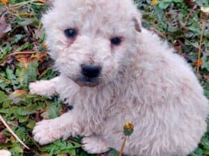 Prodajem štenad Vojvođanskog Pulina