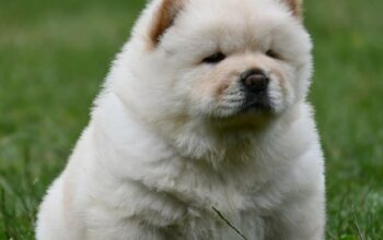 Chow Chow Cau Cau Čau Čau