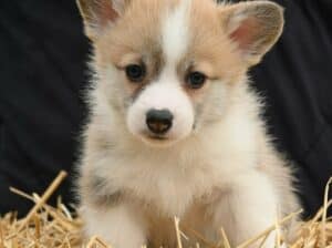 Velški korgi/Welsh Corgi Pembroke