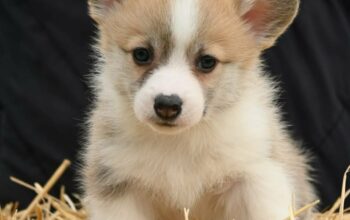 Velški korgi/Welsh Corgi Pembroke