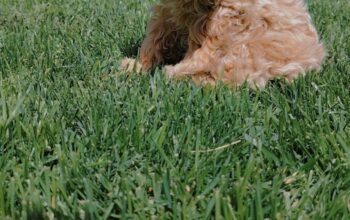 Maltipoo prelepi stenci