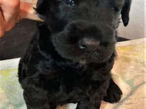 Veliki crni snaucer stenad