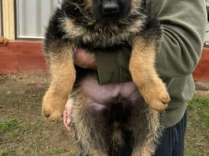 Nemački ovčar kratkodlaki, štenci