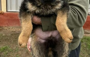 Nemački ovčar kratkodlaki, štenci