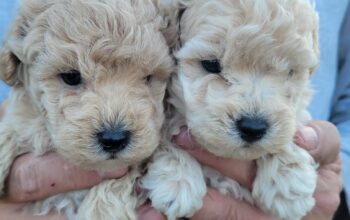 Maltipoo prelepi stenci
