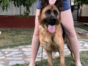 Nemački ovčar kratkodlaki, štenci