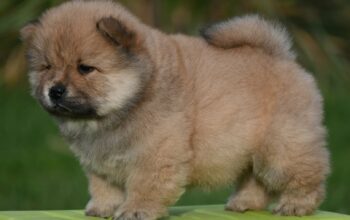 Chow Chow Cau Cau Čau Čau