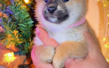 Šiba inu štenci- Shiba inu