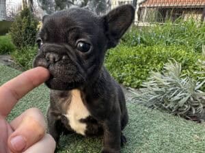 Francuski buldog štenci
