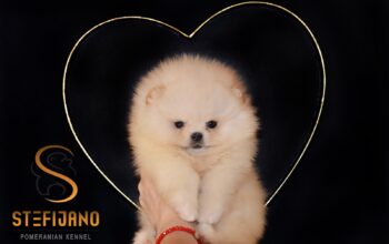 Pomeranac prelepi štenci