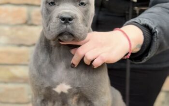 Cane Corso štenci