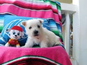 Štenci zapadnoškotskog bijelog terijera