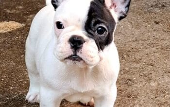 Francuski Buldog vrhunski štenci