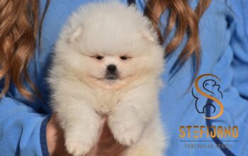 Pomeranac Boo štenci