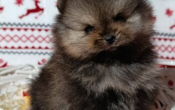 Pomeranac prelepi štenci