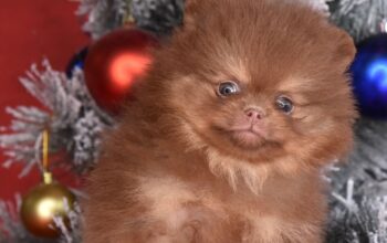 Pomeranac Boo štenci Chocolate & Tan Novo