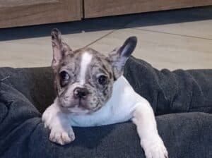 Stenad francuskog buldoga dva merle muzjaka