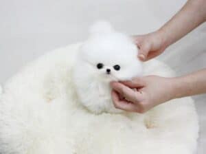 Šarmantni štenci pomeranskog špica u šalici čaja