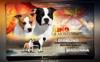 Američki staford terijer prelepi štenci