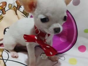 Princess mini civave