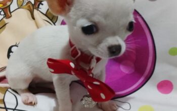 Princess mini civave