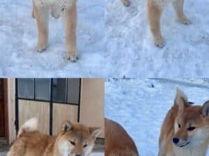 Shiba inu štenci od vrhunskih roditelja