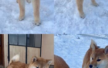 Shiba inu štenci od vrhunskih roditelja