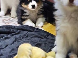 Australijski ovčar