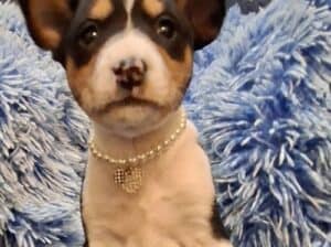 Basenji štenci