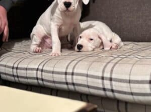 Dogo Argentino