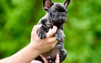 Francuski Buldog, vrhunskog porekla