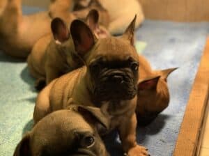 Francuski buldog „Od kuce don“